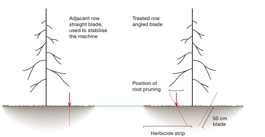 Diagram of root pruning treatment